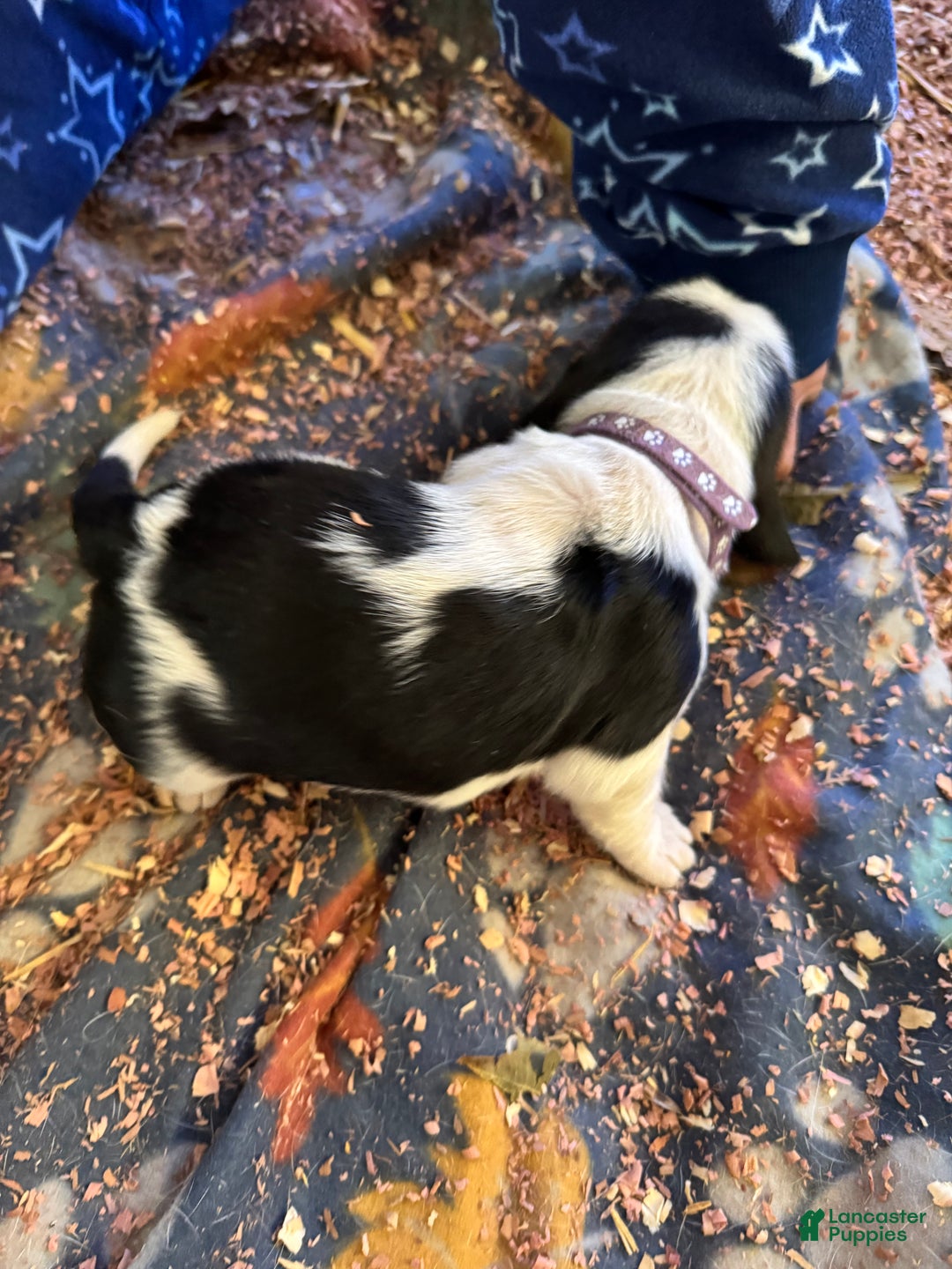 Basset Hound dogs for sale: Basset Hound Puppy 3 - Ad 4
