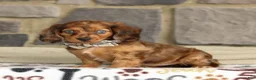 Miniature Dachshund dogs for sale: Savannah - Ad 4