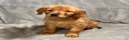 Golden Retriever dogs for sale: Raven - Ad 2