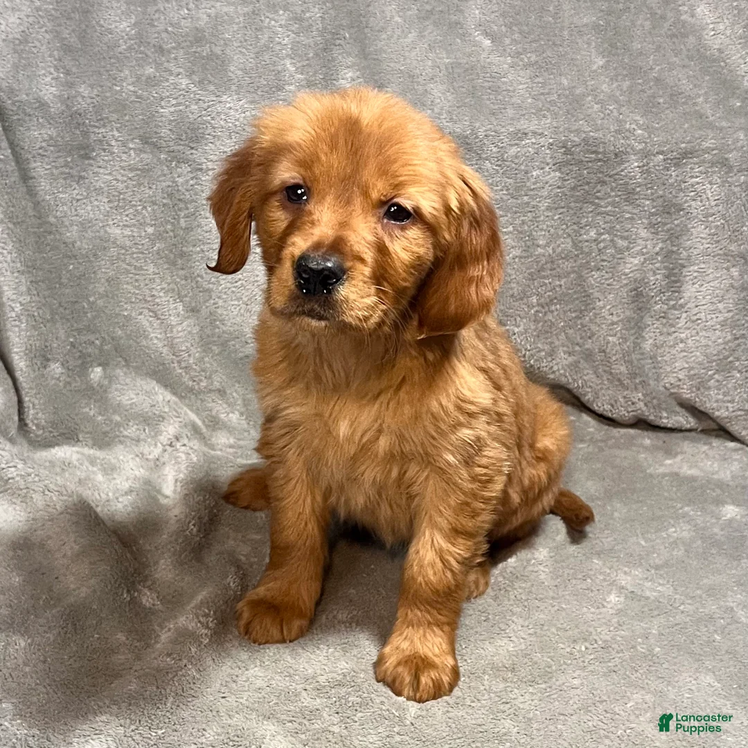 Golden Retriever dogs for sale: Raven - Ad 2