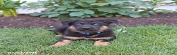 German Shepherd dogs for sale: Spike - Ad 5