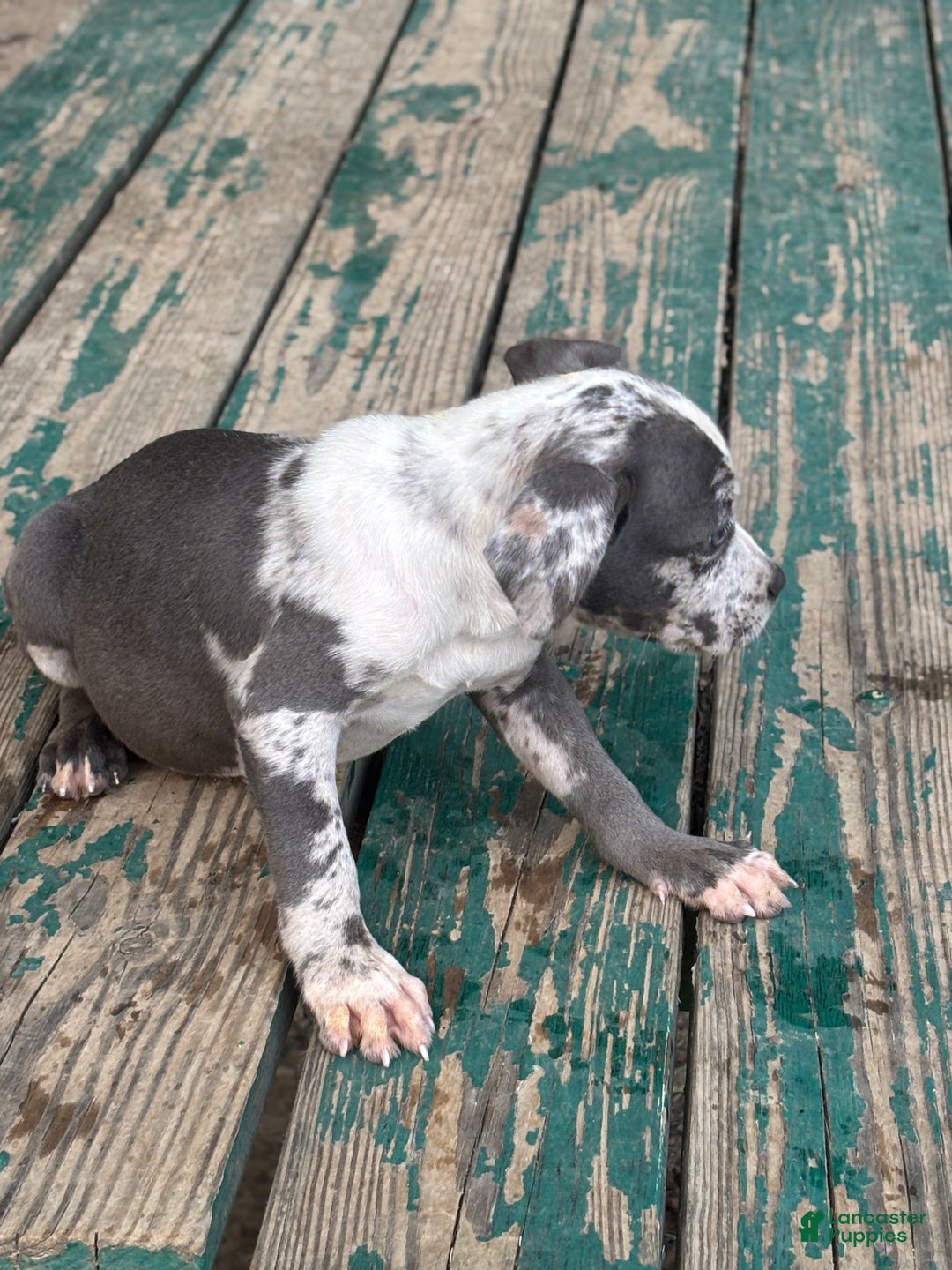American Bully dogs for sale: Hope - Ad 2