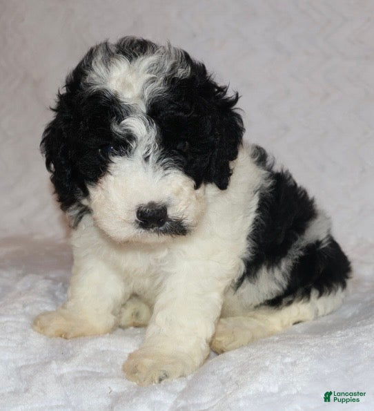 Mini Goldendoodle dogs Rosa - Ad 2