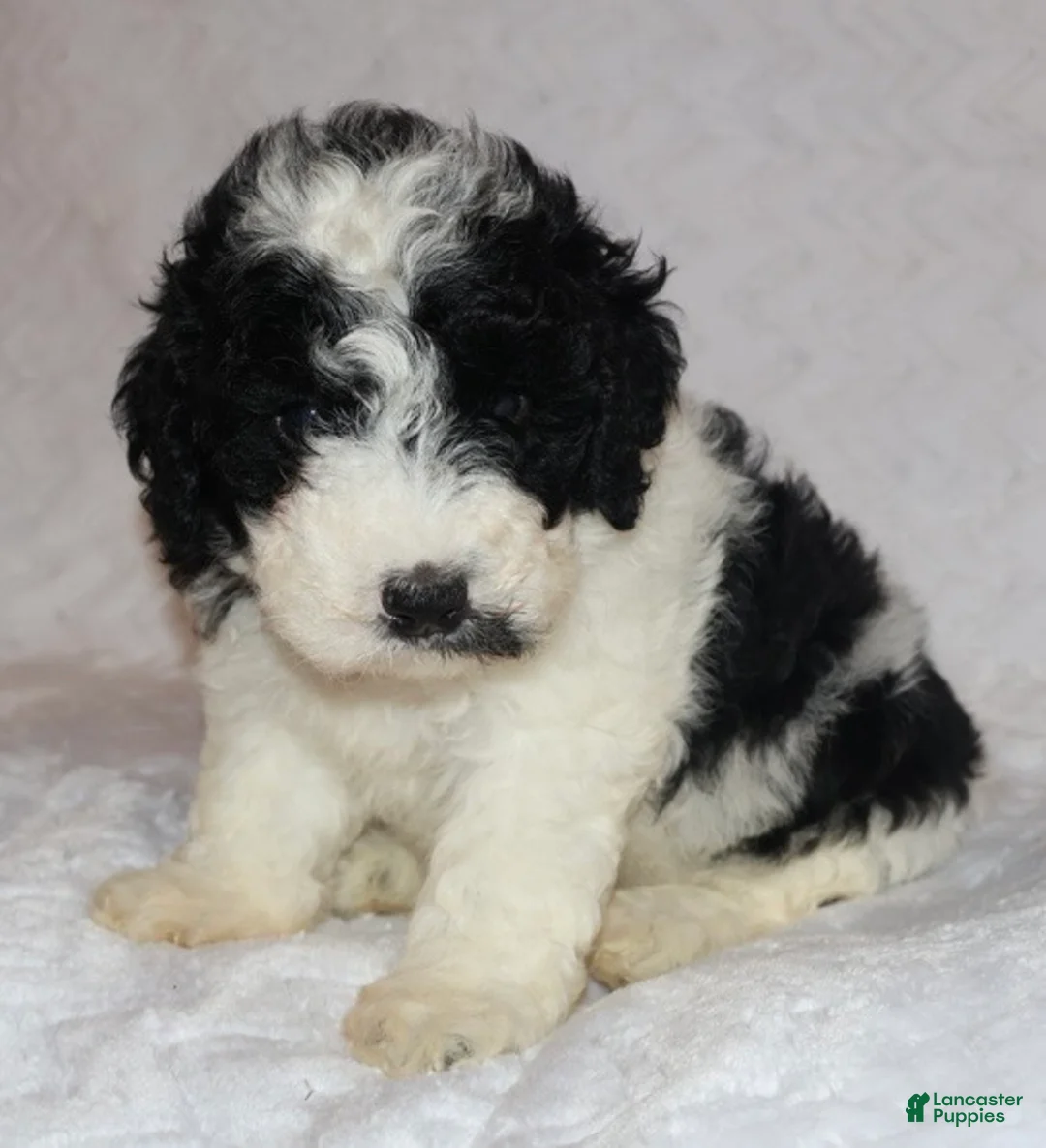 Mini Goldendoodle dogs for sale: Rosa - Ad 2