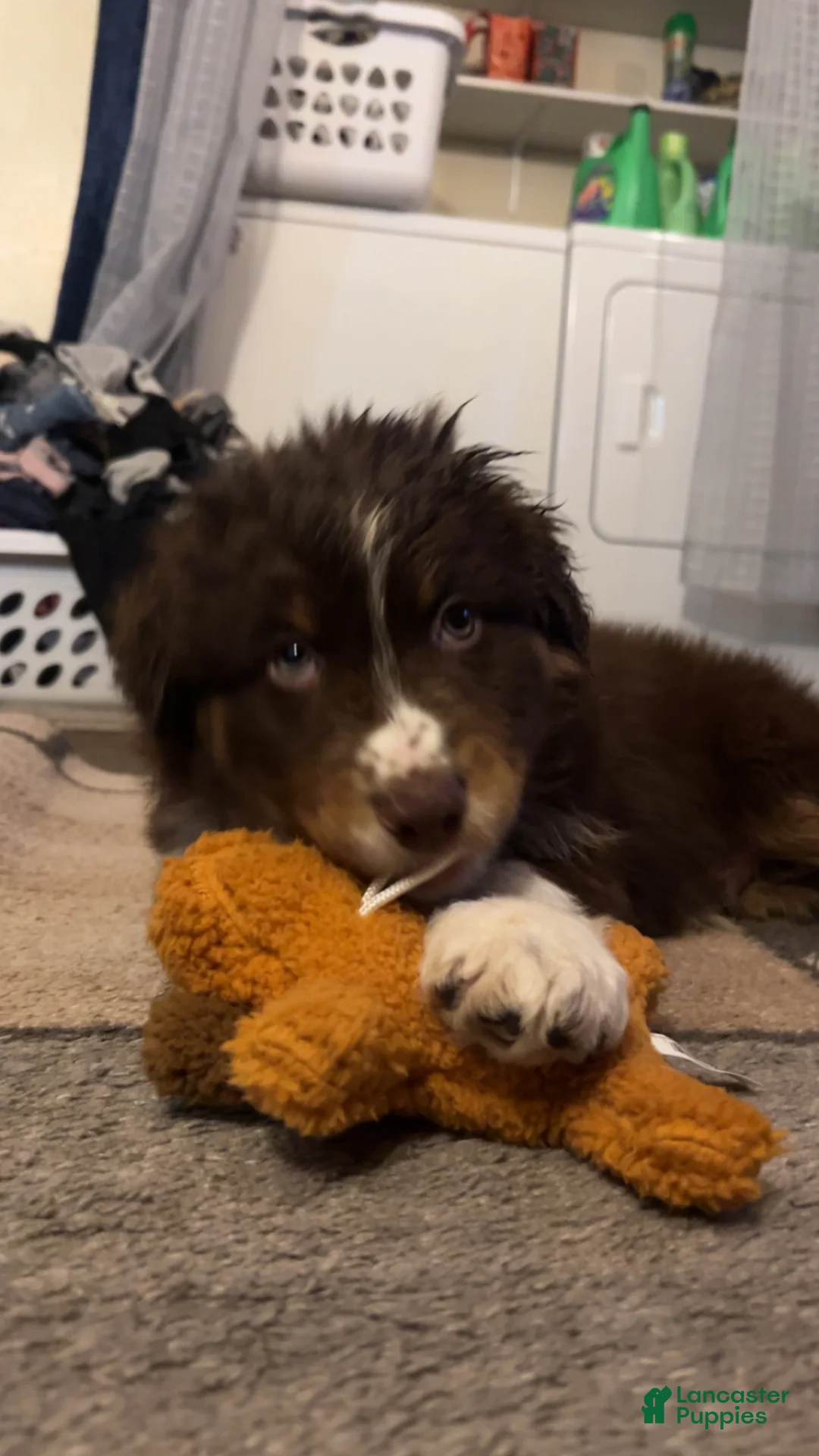 Australian Shepherd dogs for sale: Maximus - Ad 2