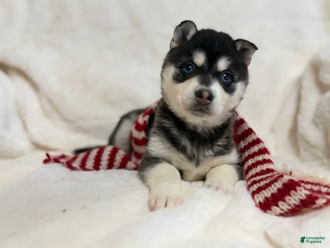 Alaskan Klee Kai dogs for sale: Elsa - Ad 3