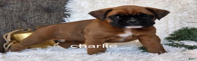 Charlie