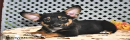 Welsh Corgi Pembroke dogs for sale: Destiny - Ad 3