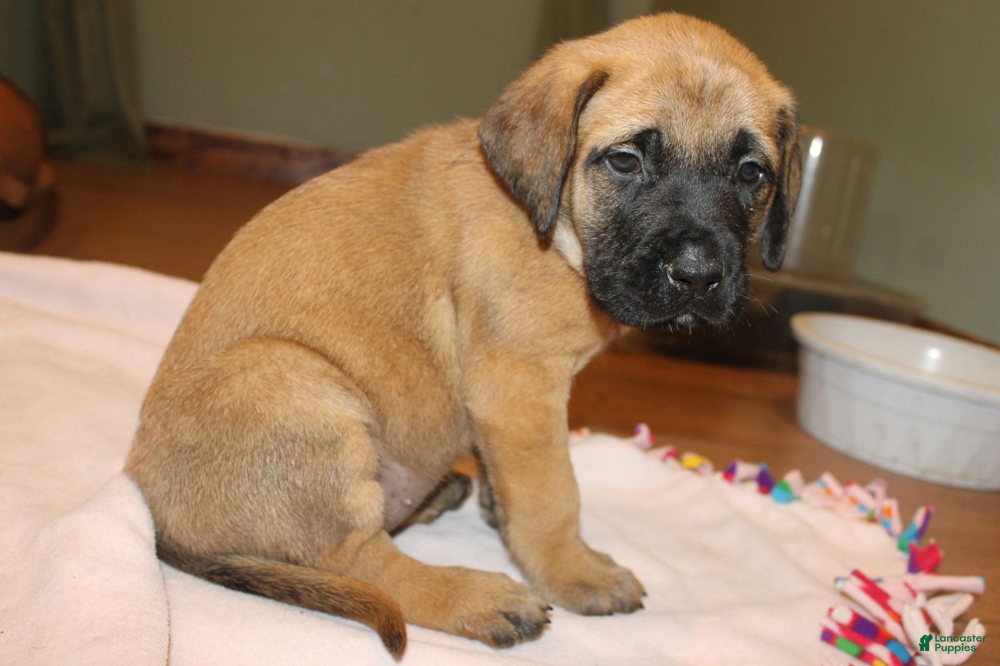 English Mastiff dogs English Mastiff 1 - Ad 1