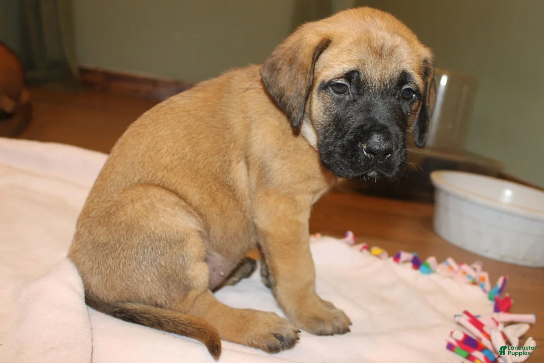 English Mastiff dogs for sale: English Mastiff 1 - Ad 1