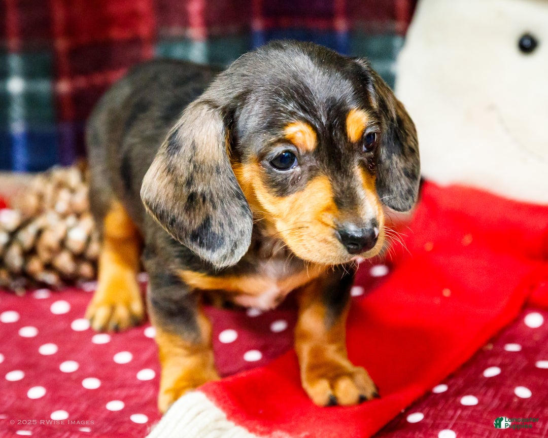 Miniature Dachshund dogs for sale: Stevie - Ad 3