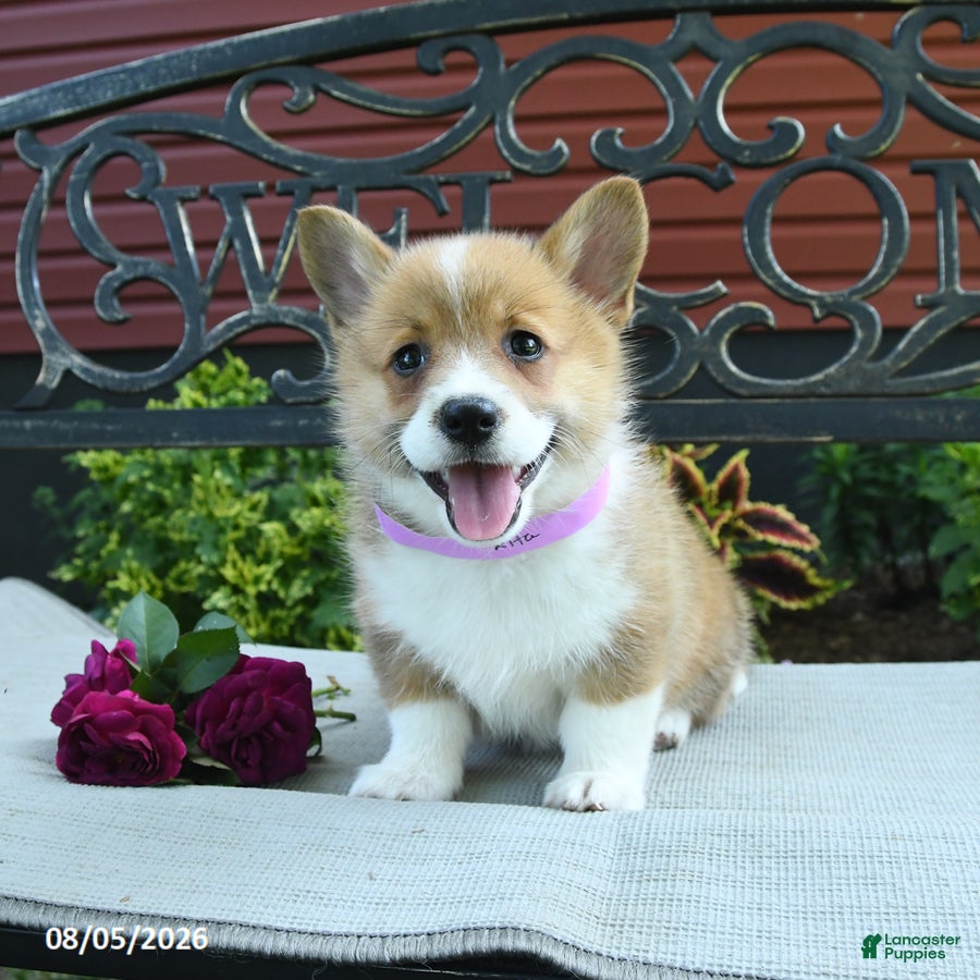 Welsh Corgi Pembroke dogs Rita - Ad 2