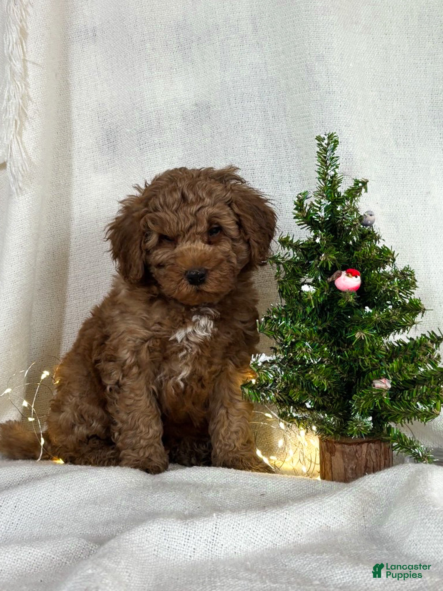 Goldendoodle dogs Milo - Ad 19