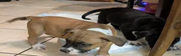 American Pit Bull Terrier dogs for sale: Bambii - Ad 7