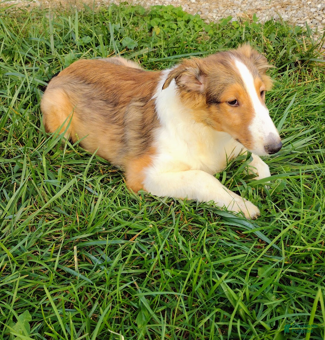 Shetland Sheepdog dogs for sale: Trump - Ad 2