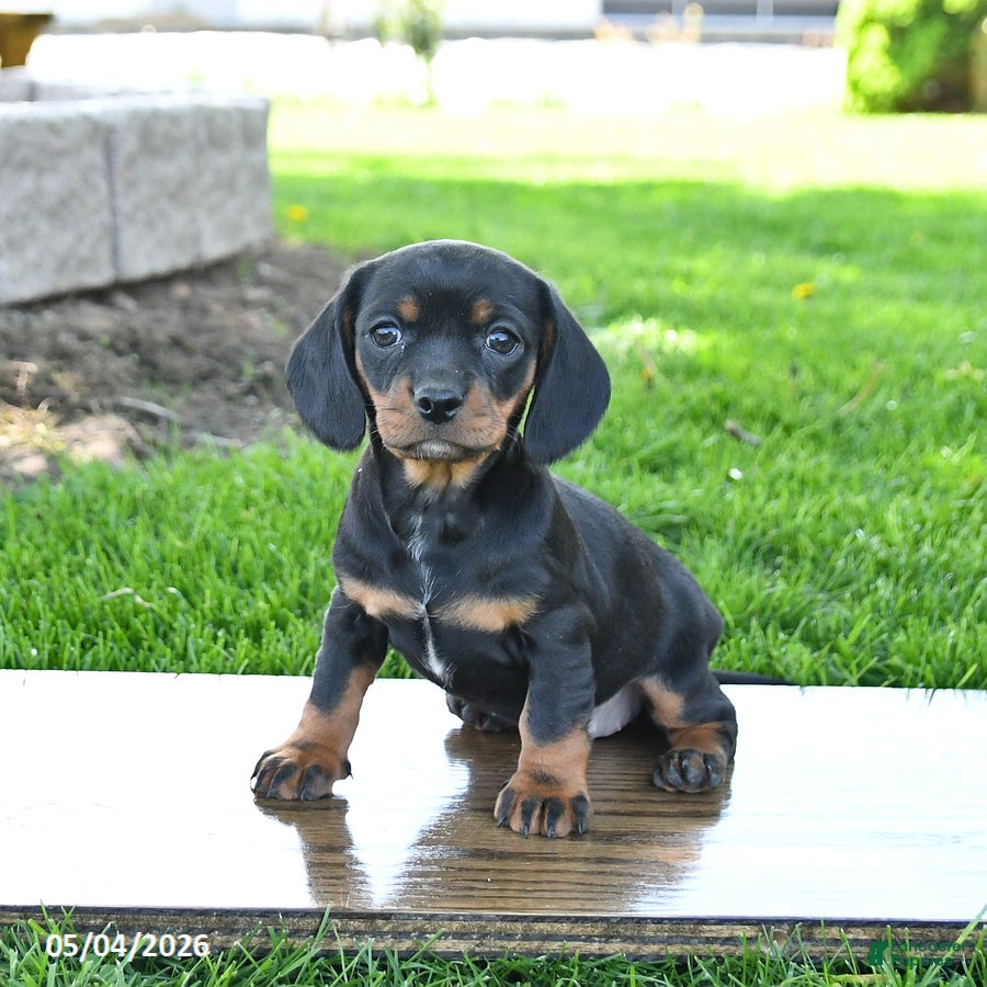 Mixed Breed dogs for sale: Blossom - Ad 4