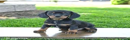 Mixed Breed dogs for sale: Blossom - Ad 1