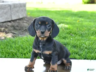 Mixed Breed dogs for sale: Blossom - Ad 4