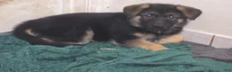 German Shepherd dogs for sale: Xena 🐾 - Ad 3