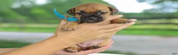 Jug dogs for sale: Zippy Jug Puppy - Ad 2