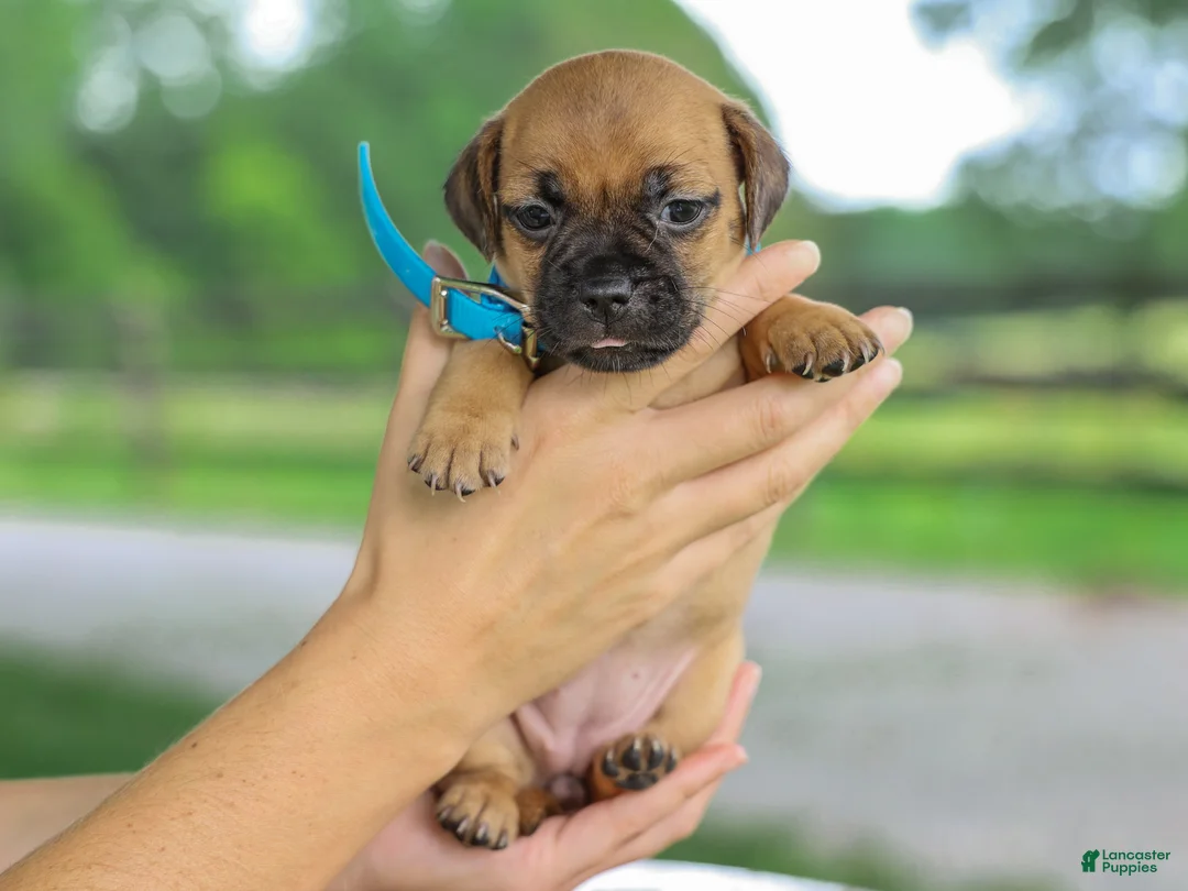 Jug dogs for sale: Zippy Jug Puppy - Ad 2
