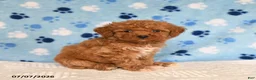 Mixed Breed dogs for sale: Brian - Ad 2