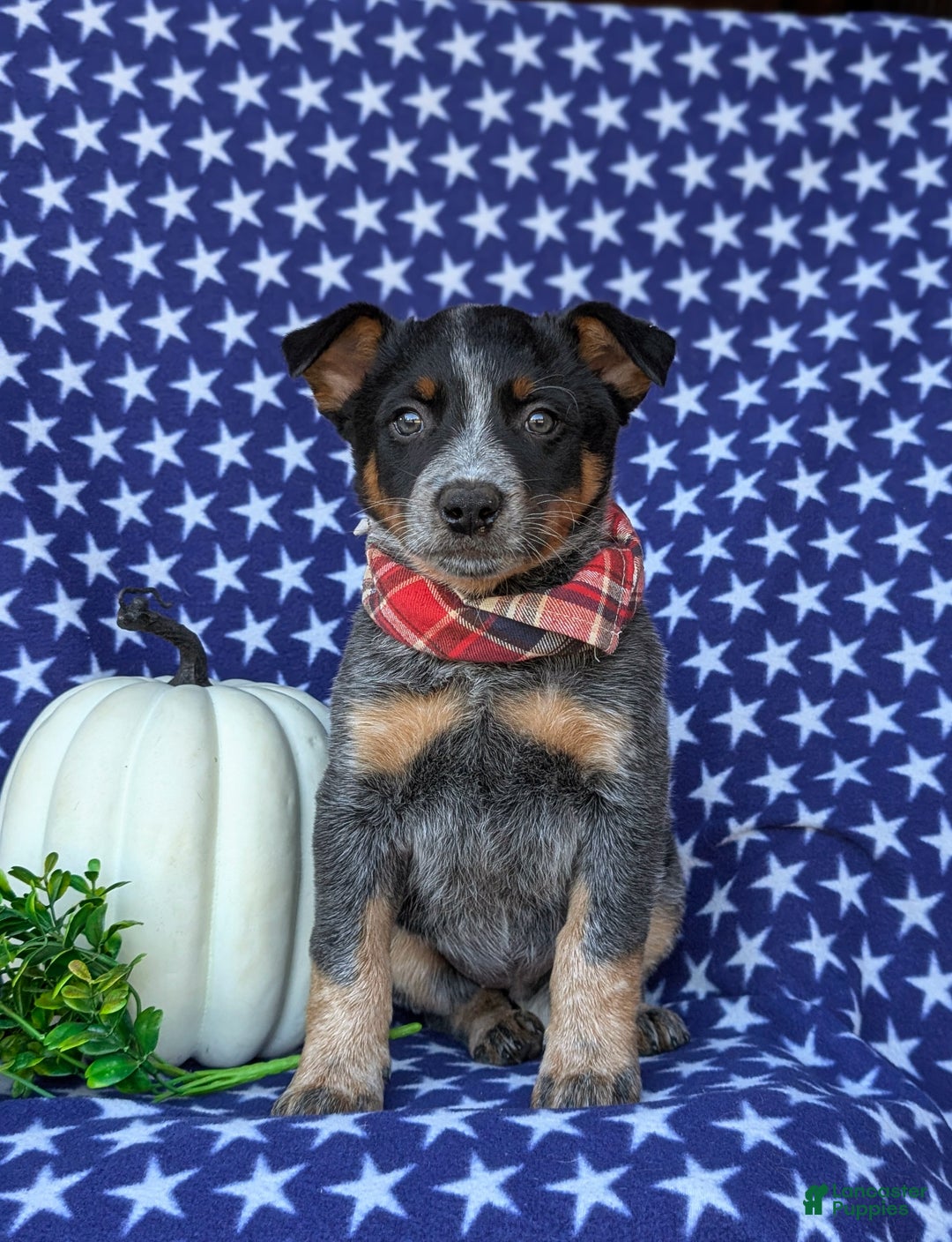 Australian Cattle Dog dogs for sale: Shelton - Ad 3