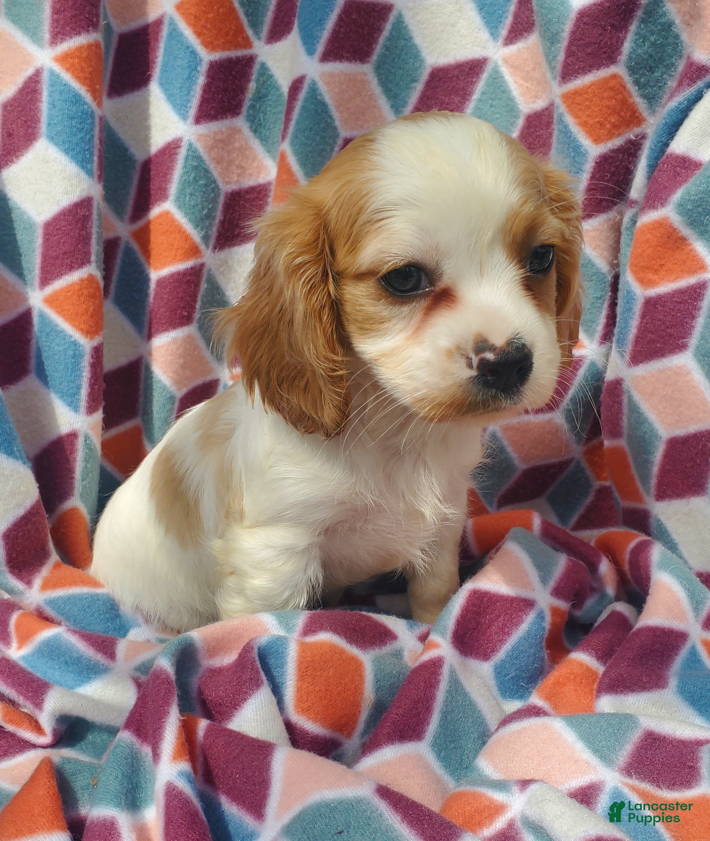 Cavachon dogs Kacie - Ad 1