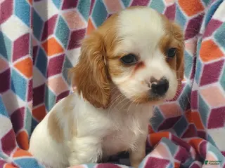 Cavachon dogs for sale: Kacie - Ad 1