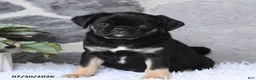 Pug dogs for sale: Bella   - Ad 3