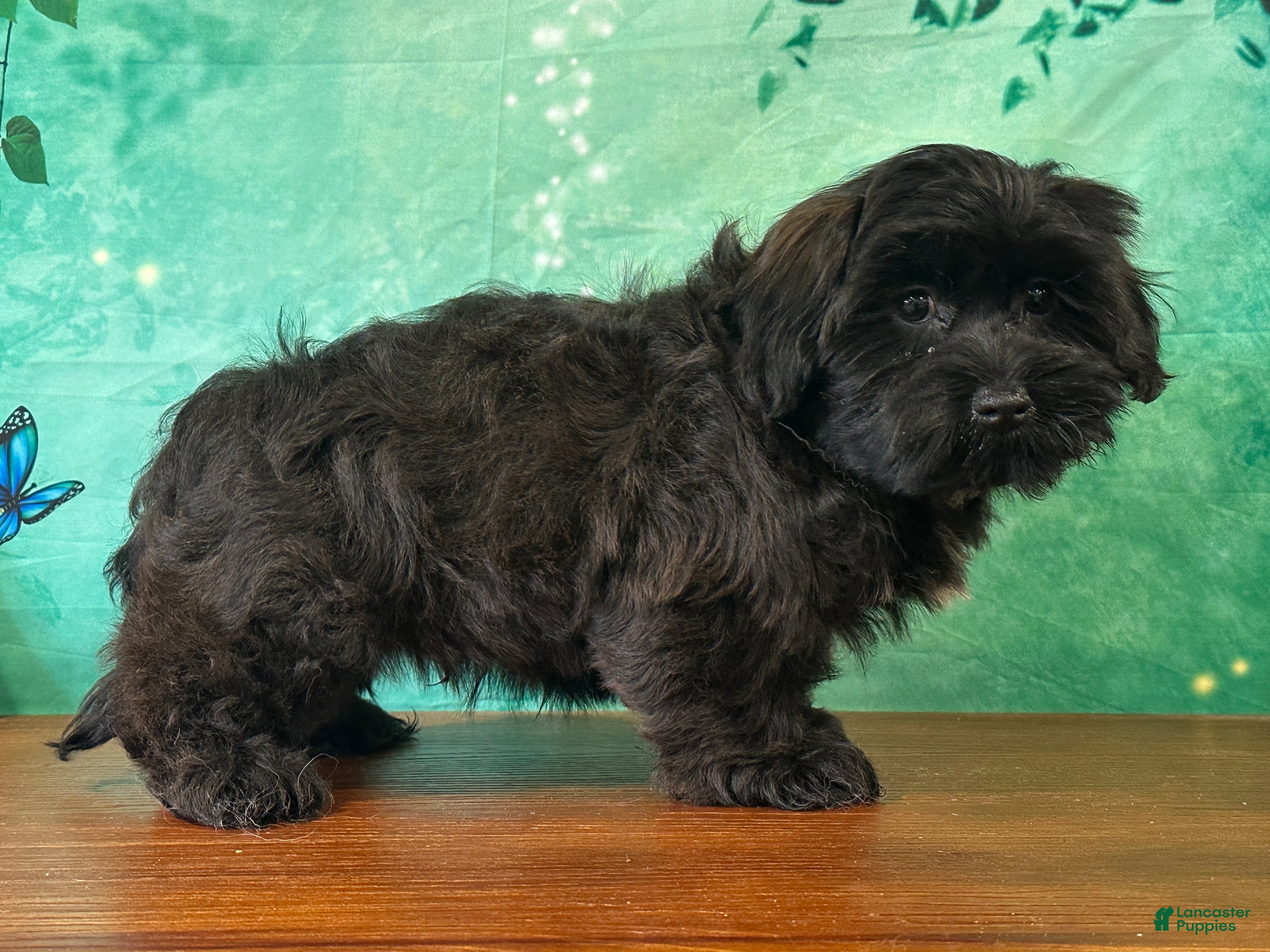 Teddy Bear dogs Blake - Ad 1