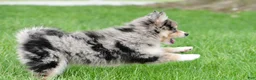 Pomsky dogs for sale: boe - Ad 5