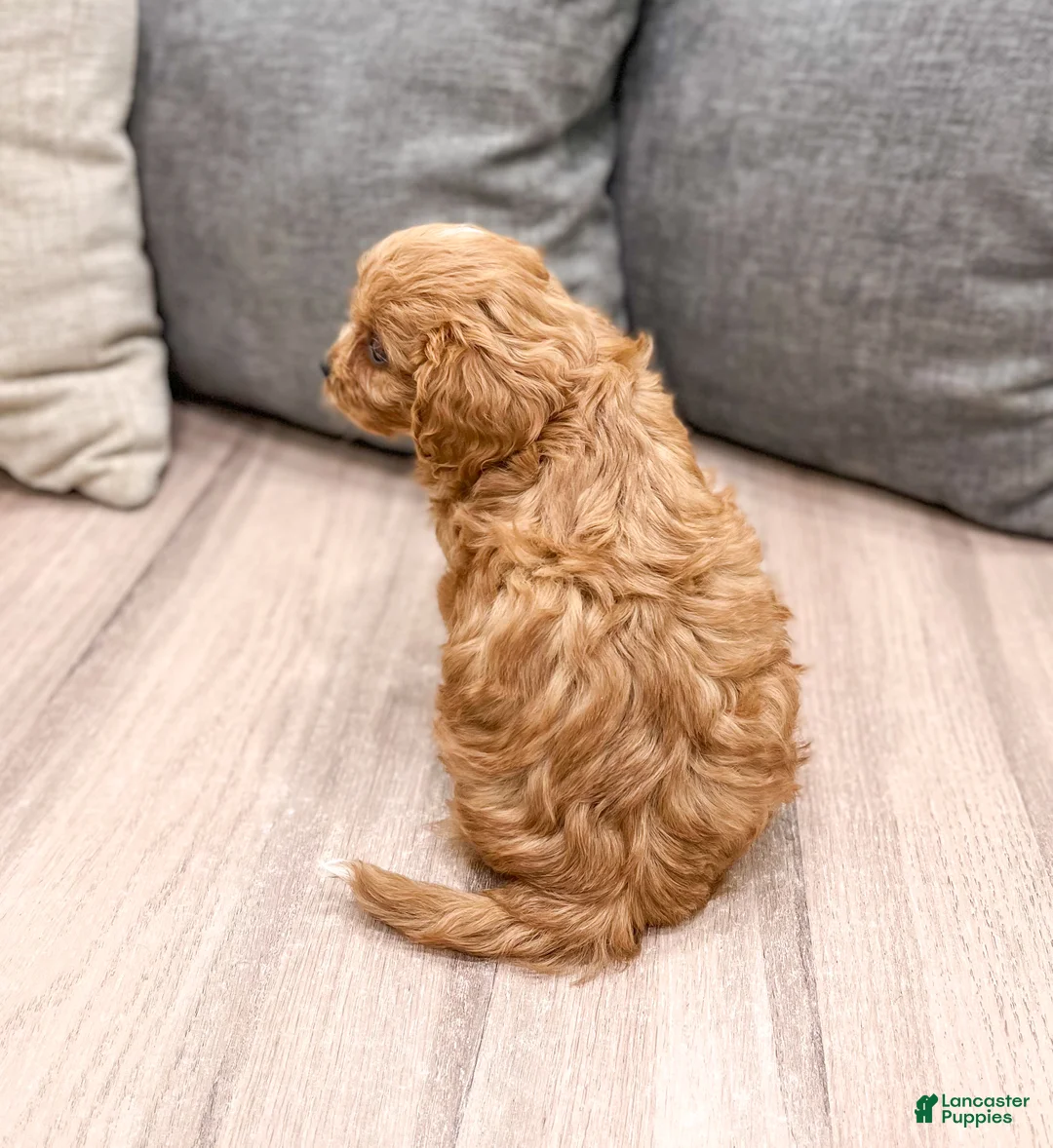 Cavapoo dogs for sale: Rambo - Ad 6
