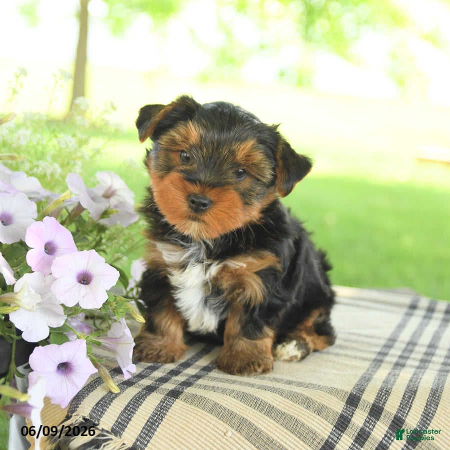 Yorkshire Terrier dogs Hammie - Ad 1