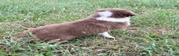 Australian Shepherd dogs for sale: Pete  - Ad 2