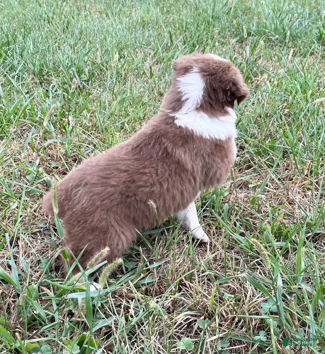 Australian Shepherd dogs for sale: Pete  - Ad 2