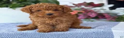 Toy Poodle dogs for sale: Mickey - Ad 9