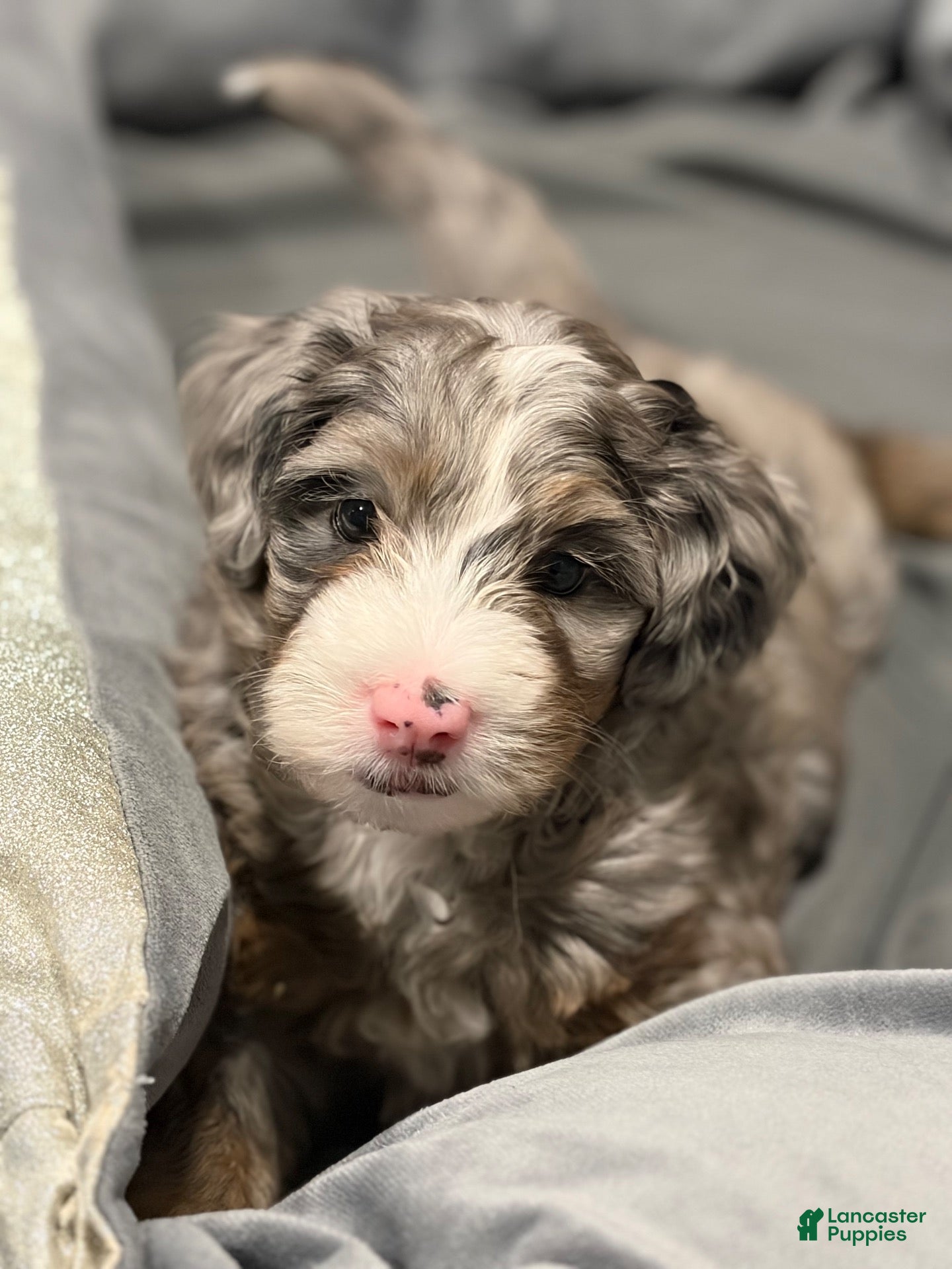 Mixed Breed dogs Honey - Ad 16