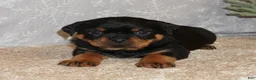 Rottweiler dogs for sale: Freya - Ad 2