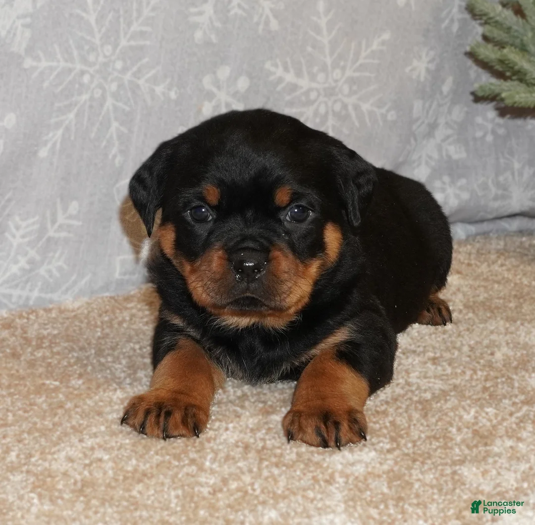 Rottweiler dogs for sale: Freya - Ad 2