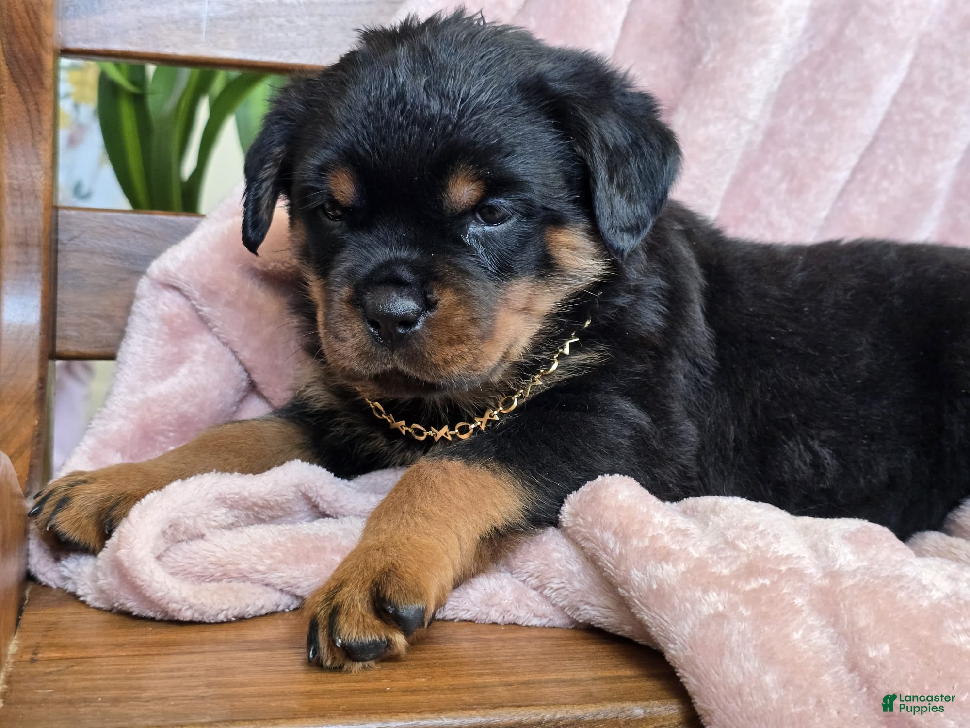 Rottweiler dogs Izzy - Ad 2