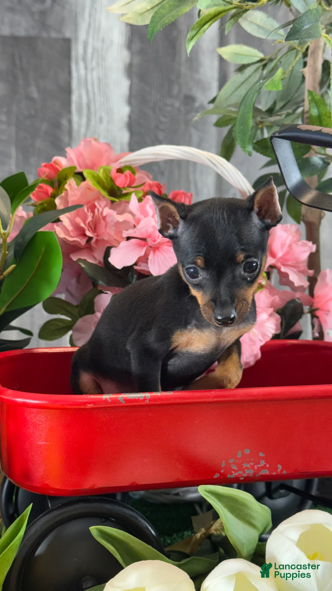 Miniature Pinscher dogs for sale: 🎀Queenie - Ad 5