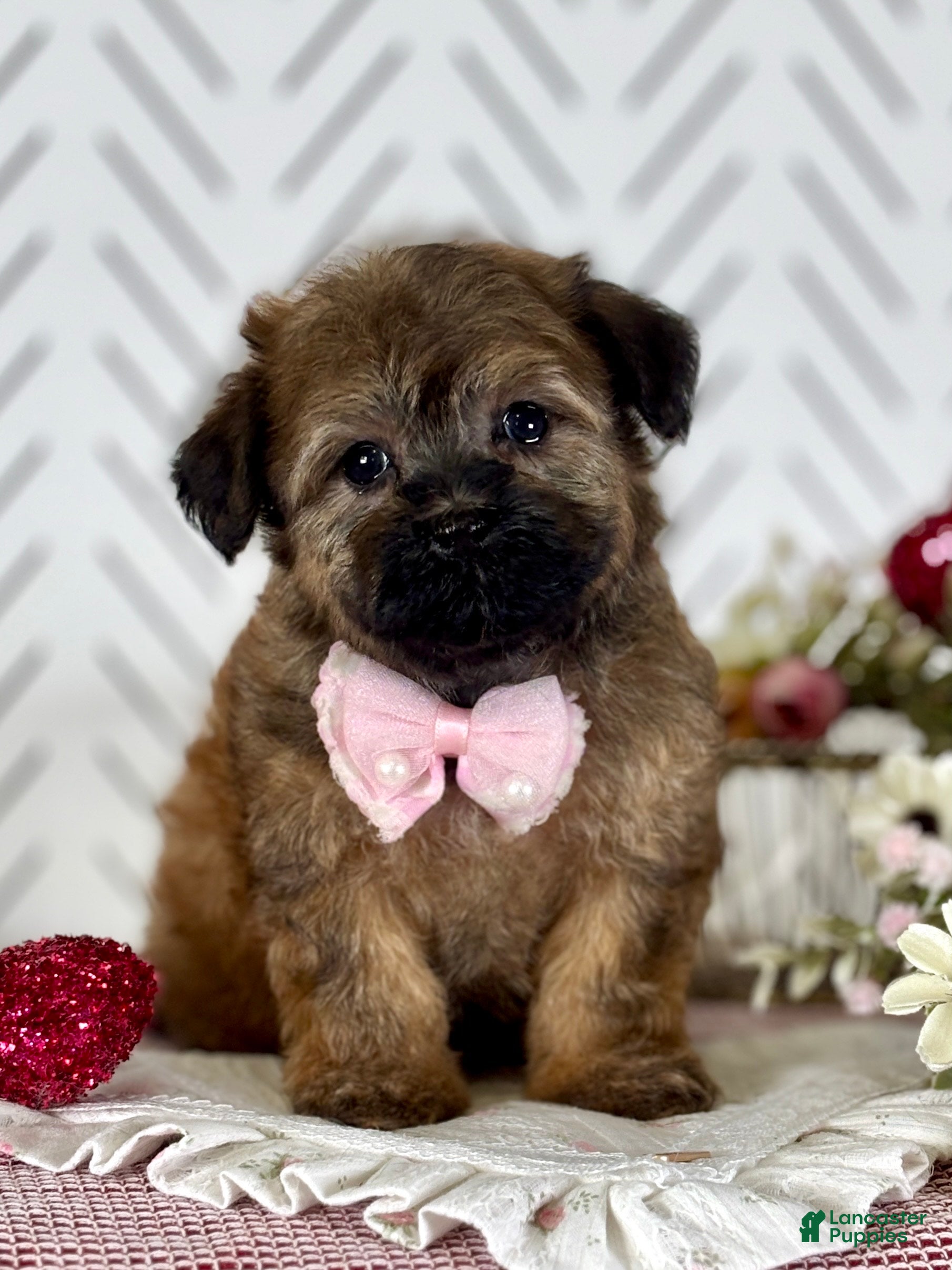 Havapoo dogs Betty Havapoo Puppy  - Ad 2