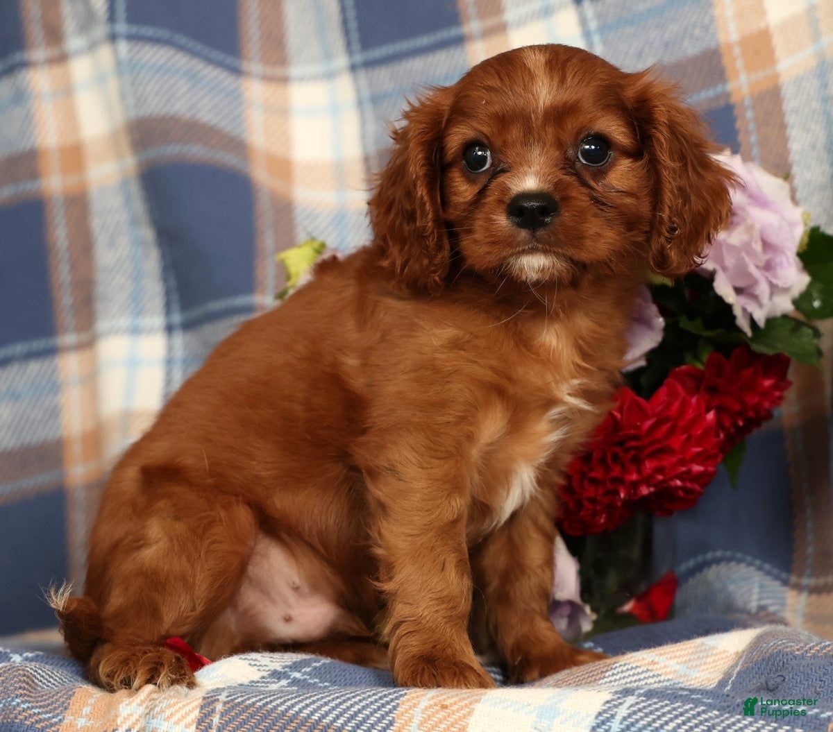 Cavalier King Charles Spaniel dogs Mitch - Ad 2