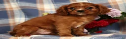 Cavalier King Charles Spaniel dogs for sale: Mitch - Ad 2