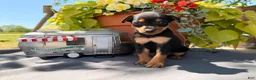 Miniature Pinscher dogs for sale: Kyle - Ad 3