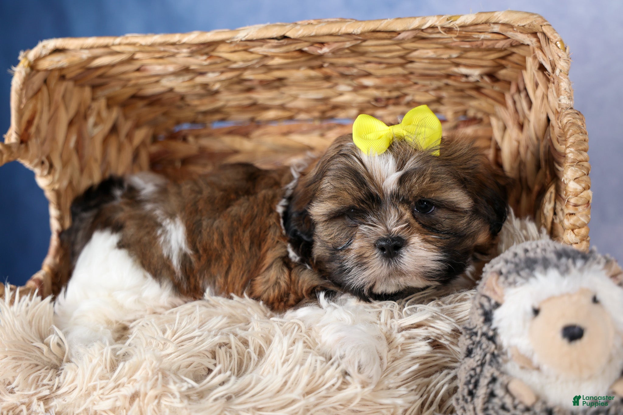 Shih Tzu dogs GISMO - Ad 2