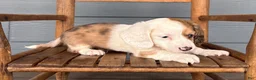 Miniature Dachshund dogs for sale: Marble - Ad 3