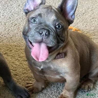 French Bulldog dogs French Bulldog Puppy 2 - Ad 9