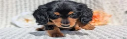 Miniature Dachshund dogs for sale: Riley - Ad 8